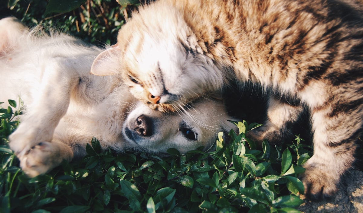 The Pet Wellness Routine: A Daily Framework for a Happier, Healthier Animal