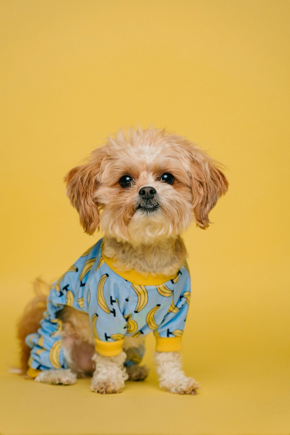Best Pet Grooming Tools: A Guide for Every Coat Type